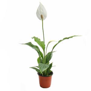 갑조네 스파티필름(소품)