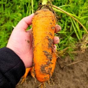 25년 지금수확중 제주 구좌 흙 당근 2 3 5 10kg