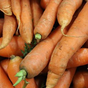 아삭달콤 구좌 당근 10kg 제주당근 흙당근