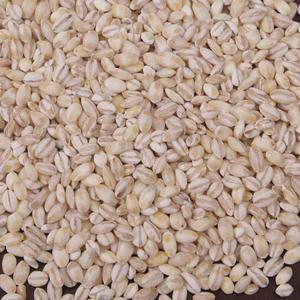 국산늘보리1kg 25년산 경상도 늘보리