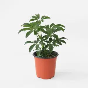 마이플랜트 홍콩야자 소형 실내 공기정화식물 인테리어 관엽식물 플랜테리어