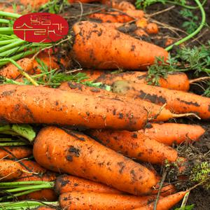 명품수랏간 국내산 제주구좌 햇당근 흙당근 (상) 5KG