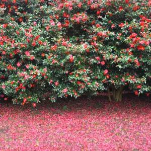 [제주] 카멜리아힐 입장권 (꿀혜택+족욕체험)/동백/수국/커플여행