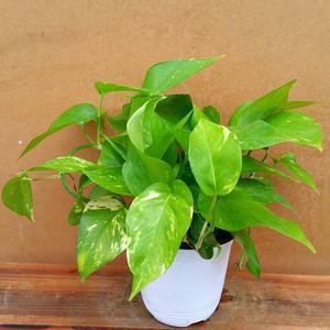 공기정화 스킨답서스 중형 공기정화 2211