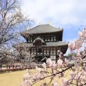 오사카/USJ/나라 4일 #즐거움이 가득한 테마파크 #매력만점 하루 더 #유니버셜스튜디오 #하루카스300전망대 #나라 세계문화유산  #창코나베