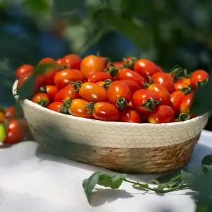 [당일수확발송] 청년농부 대추방울토마토 4kg 소과 (4-5번과)