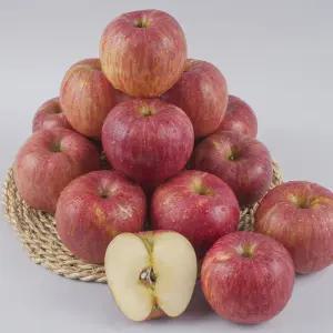 가정용 부사사과 4kg(14과내외)/대과