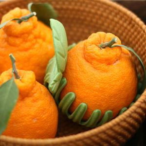 [서귀포농원] 2025년 첫수확 고당도 한라봉,천혜향 10kg