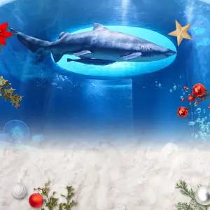 대전 아듀 2025 연말감사 대전 엑스포 아쿠아리움 /아이랑/가볼만한곳/실내데이트/데이트/여행/체험