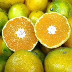 제주 타이벡 감귤 10kg 중대과