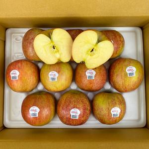 가정용 팬시 엔비사과 3kg/5kg(대과/중과/소과/꼬마과)