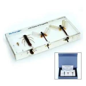 [하프클럽/셀러허브_여성트랜드패션]학습교구 성장표본 잠자리 LF-1607