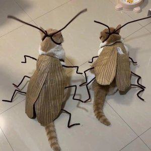 고양이 강아지 바퀴벌레 옷 코스프레 코스튬 벌레 웃긴 엽기