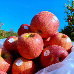 과즙 팡팡 탐스러운 엔비사과 2kg (11과내외) 팬시/가정용