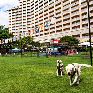 소노펫 비발디파크DE 패키지 소노호텔앤리조트 애견동반 오션월드 (강원 홍천) 룸온리