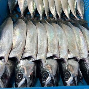 국산 다대포 대짜 자반고등어 간고등어 10마리 5손