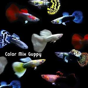 [힘찬열대어]키우기쉽고 번식잘하는 구피,열대어 파격세트 새끼 쑥쑥 잘 낳는 종류!