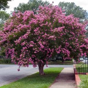 [충북농원] 목백일홍 배롱나무 묘목 - R6/분묘