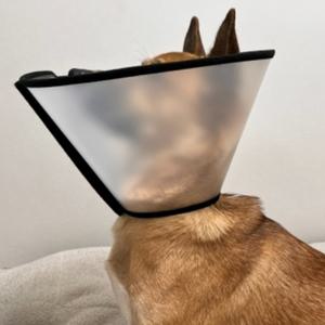 강아지 넥카라 미용 치료 대형견 반투명 깔대기 1호