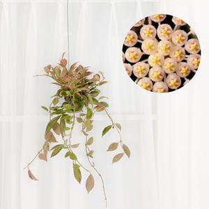 갑조네 호야 썬라이즈(미니화분)