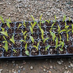 씨앗 육묘 트레이 포트 씨앗판 배추 고추 채소 파종 씨앗판 모종판 5장