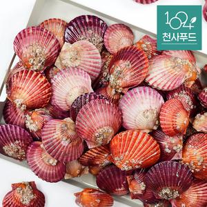 [당일조업] 쫄깃 탱글 홍가리비 2kg