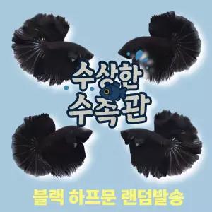 [수상한수족관] [하프문베타 ]솔리드색상 블랙 하프문 수컷 베타 / 1마리 / 랜덤발송