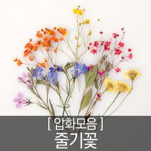 압화꽃모음 - 줄기꽃 모음전