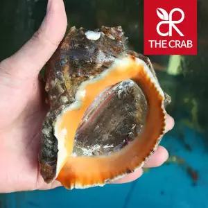 제철 참소라 1kg 자연산 소라 숙회 회 구이