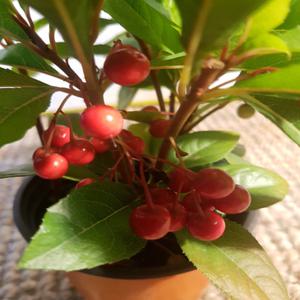 천냥금(열매가 주렁주렁해요)