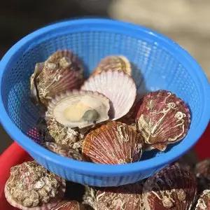 [산해직송]통영 홍가리비 8kg(160-200미 내외) 캠핑 조개 구이