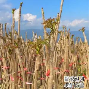 가시없는 두릅나무 40cm전후10주 민두릅 나무 묘목 모종 텃밭 정원 약용수 노지월동 재배목 (목하원예조경)