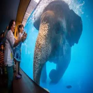 방콕&파타야5일[우리 아이 겨울방학대비] #부산출발 #카오키여우동물원 #소아마사지1시간 #코끼리트래킹