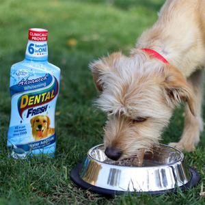 강아지 물에 타먹는 치약 입냄새 치주염 잇몸염증 치석 제거 양치 가글 구내염 약 구강