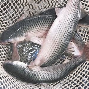 숭어회 보리숭어 밀치 밀치회 활어회 필렛 500g