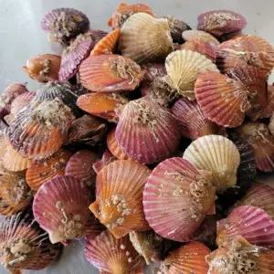 국내산 제철 고성 홍가리비 5kg