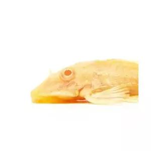 [주니멀열대어]청소물고기 알비노 나비비파 [8~9cm전후] /알나비관상어