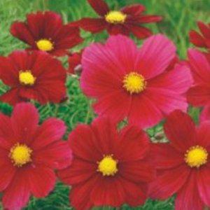 코스모스 씨앗 레드 품종 원예용 화초 재배용