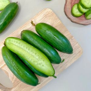 국내산 미니오이 1kg 부터 아삭아삭 식감 수분 가득~ 휴대가 간편한 작은 사이즈 산지직송