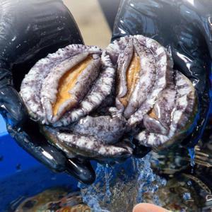 우체국쇼핑 산지직송 해남 활전복 1kg (10-12미) 산소포장