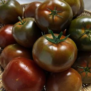 고당도 완숙 흑토마토 까망토마토 2kg 게르마늄 신선한 산지직송