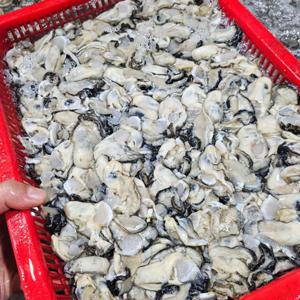 [해다원]당일작업 통영 생굴 깐굴 산지직송 (1kg/대굴)