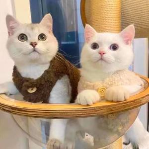 강아지 고양이 후리스 조끼 뽀글이 플리스 겨울 옷