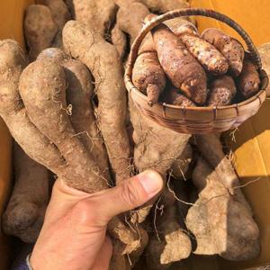 포미식탁 안동마 생마 가정용 5kg