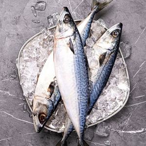 [푸르젠] 국내산 손질 자반고등어 10미 (총 2.5kg  내외)