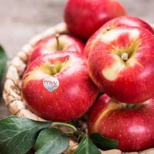 [딜픽 사과]엔비사과 중소과 44-48과 총10kg내외 정품