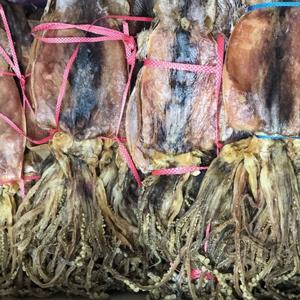 국산 배오징어 850g 무료배송 마른오징어 건오징어