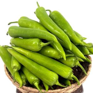 영양 가득 아삭한 당조고추 3kg 혈당 당뇨 관리 오이고추