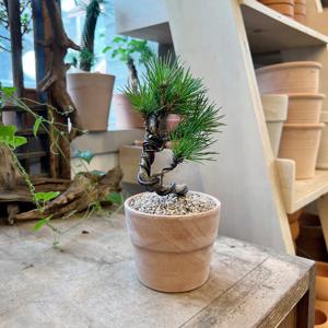 미니 해송 회오리 목대 소나무분재 - 베이지링토분