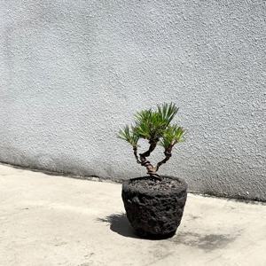 미니 해송 회오리 목대 소나무분재 - 블랙 스톤 화분